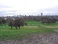 Primrose Hill